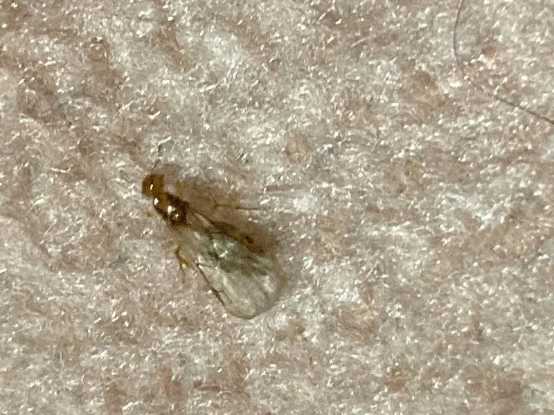 現場で見つかった虫